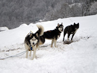 Huskies Erleben